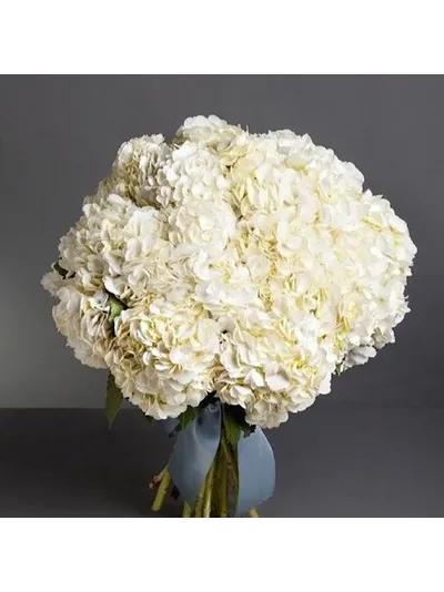 11 белых гортензий