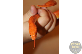 Полоз маисовый, Pantherophis guttatus