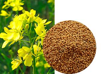 Горчица (сорт "Славянка")