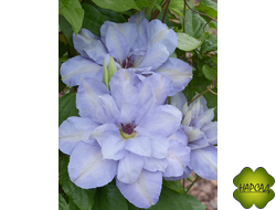 КЛЕМАТИС "Blue Cotillion" (БЛЮ КОТИЛЬЕН) 2 группа обрезки, саженец 3 года/повторноцветущий