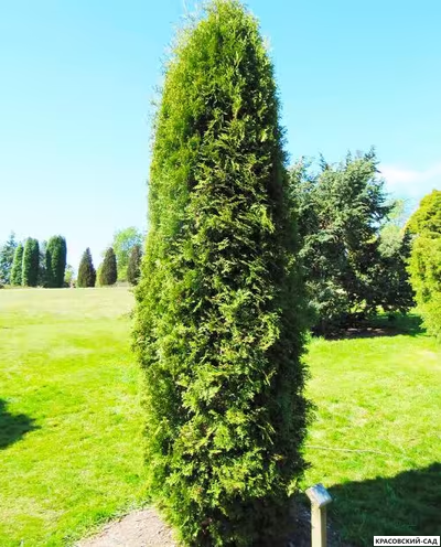 Туя Малониана