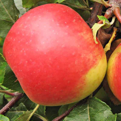 Яблоня Благая весть (ОКС)