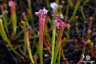 SARRACENIA MIX