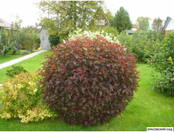 Пузыреплодник краснолистный микс - mix