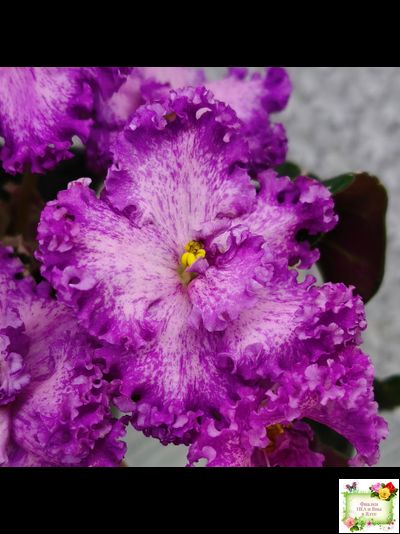 РС-Тропикана (С. Н. Репкина) 2015 г.