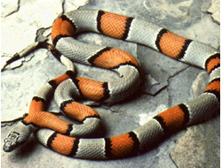 Серая королевская змея