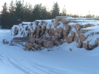 Бревно Кело диаметр 44 см, длина 6 м