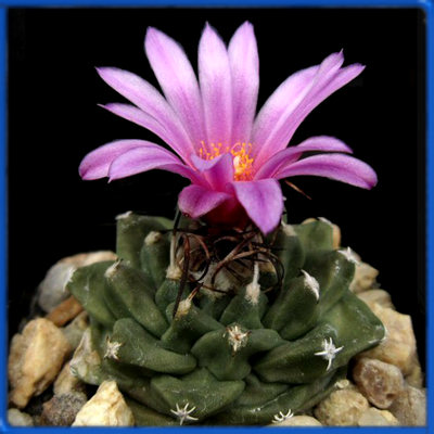 Turbinicarpus alonsoi