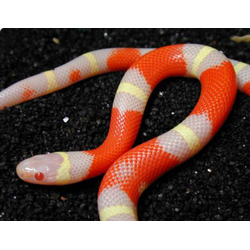 Молочная змея Нельсони-альбинос (Lampropeltis triangulum nelsoni albino)