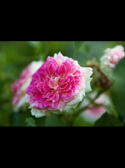 Цезарь (Cesar)