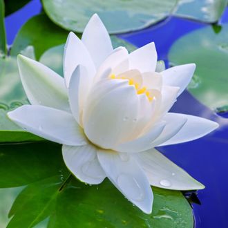 Лотос белый (Nelumbo nucifera) абсолю 1 г