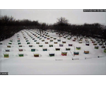 Пчелопакеты, пчелосемьи, пчеломатки: карника, бакфаст на сезон 2025 года.