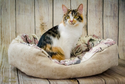 ДИВАН "ЛЮБИМЕЦ" 55х40x14 см