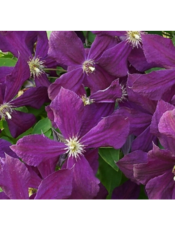 Клематис Космическая мелодия