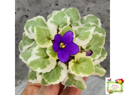 Milk’s Ten Cats (S.Fu) (05/31/2015) листовая химера