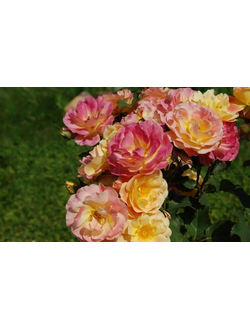 Приёр дё Сэн Косм (Prieure de St Cosme Роза), роза Р9,5-10