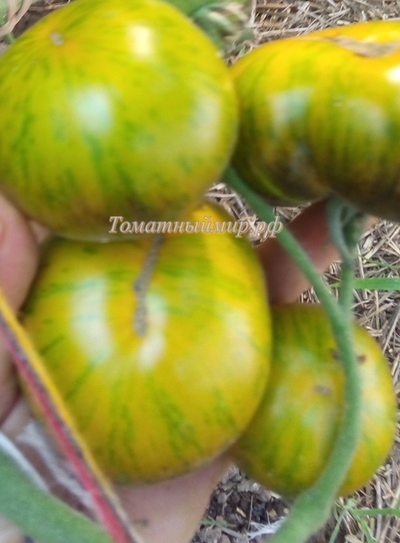 Томат Зеленая богиня Ксанаду (Xanadu Green Goddess), США