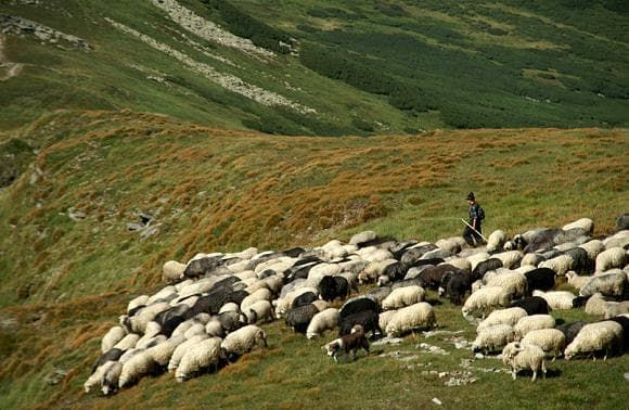 Вівці в Карпатах