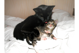 Зелюг П А "И кто твой папа"