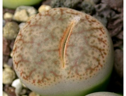 Lithops pseudotruncatella C315 - 10 семян
