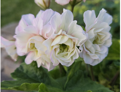 Пеларгония ЮВ_Северная Андромеда