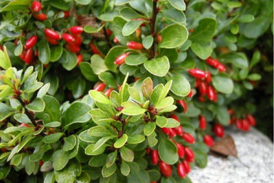 "Лист барбариса" Силиконовый молд (вайнер)