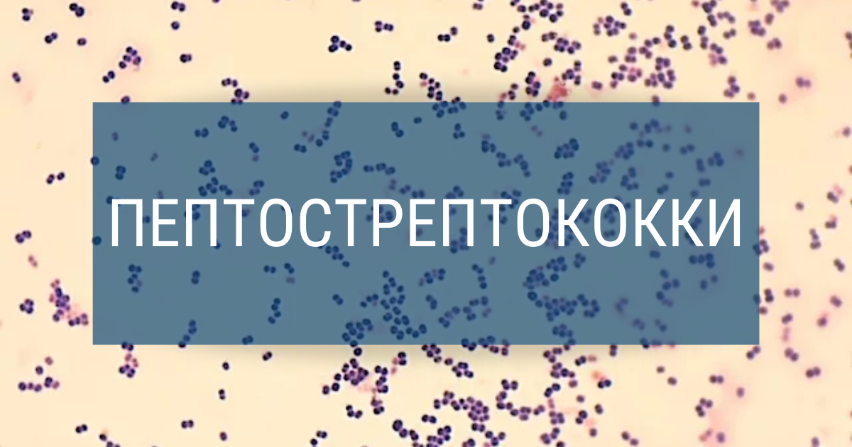 Peptostreptococcus. Пептострептококки.
