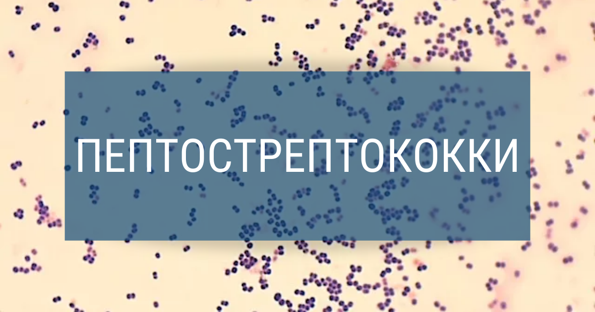 Пептострептококки.