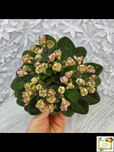 Morgan's Sweet Patootie (С.Eros)