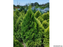 Туя Смарагд Витбонд - Smaragd Witbond