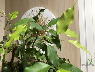 Фикусы - Ficus Benjamina "Golden Monique" / фикус бенджамина голден ...