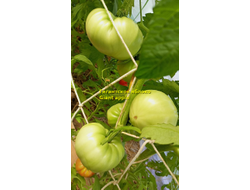 Томат Гигантское яблоко (Giant Apple, Сербия)