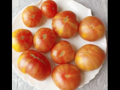 Томат Коралловая королева (Coral Queen)
