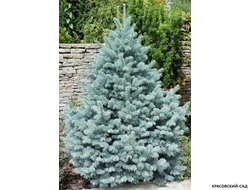 Ель колючая Аризона Кейбаб - фото в ландшафте - красовский-сад.рф