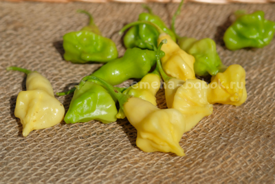 Перец острый Dulce Luna (Дольче Луна), 10 шт