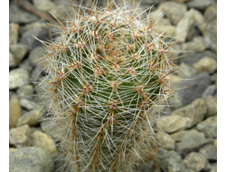 Echinopsis hybrid ‘Impulse’  x ‘Fangri-La’ (D=15-20mm, H=40-50mm)