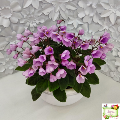 Flashy Trail (H.Pittman) TX Hyb трейлер