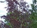 Береза повислая `Роял Фрост (Betula pendula Royal Frost)