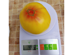 Томат Прелесть Розы (Rose Beauty)