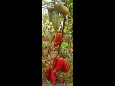 Томат Сибирский казак