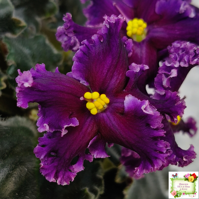 НК-Декамерон (Н.Козак) 2019 г.