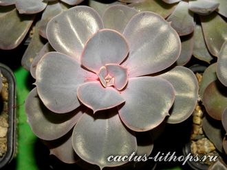 Echeveria Perle Von Nurnberg (2 листочка)