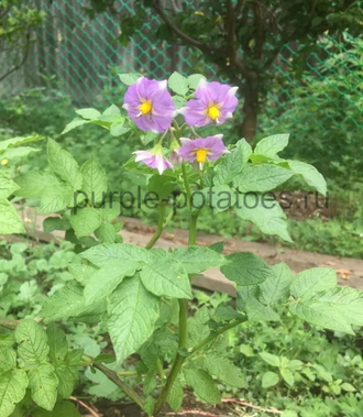 Картофель Papa Mariva (Papa Negra)