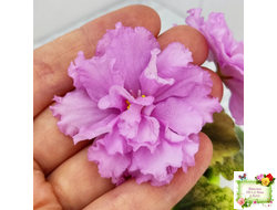 АВ-Поющие Пески (Фиалковод) 2021 г. (гёрл-листья с кроновой пестролистностью)