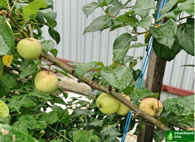 Яблоня "Абориген"