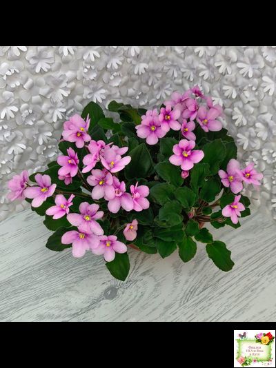 LV-Звезда в Ночи (Л. Шевелева) 2025 г. трейлер (клакамасный лонг)