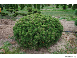 Ниваки - Бонсай садовый Сосна горная