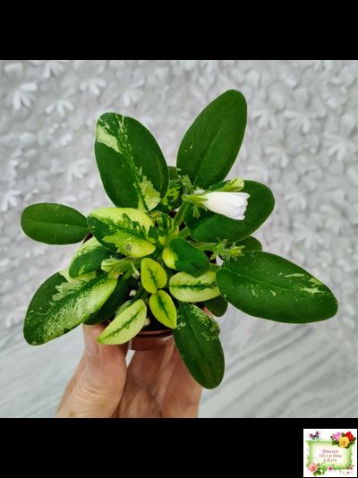 ГЕА-Я Подарю Вам Ландыши химера по листу трейлер