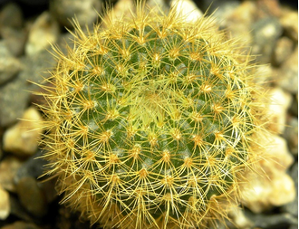 Frailea pumila v.aurea (D=10-12мм)