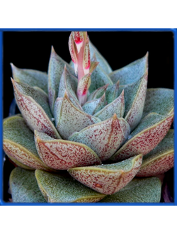 Echeveria purpusorum